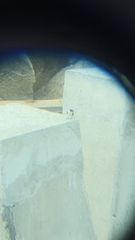 Tachycineta albilinea