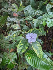 Brunfelsia grandiflora