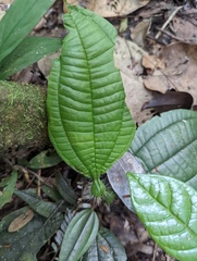 Miconia bullifera