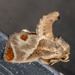 Shagreened Slug Moth - Photo (c) nolieschneider, some rights reserved (CC BY-NC), uploaded by nolieschneider