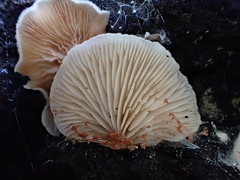 Entoloma ravinense