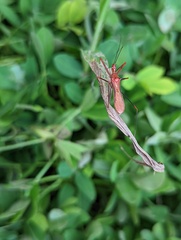 Ricolla quadrispinosa