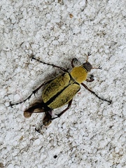 Macrodactylus ocreatus
