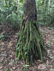 Iriartea deltoidea