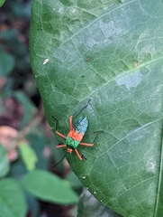Paryphes