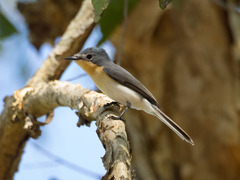 Myiagra ruficollis