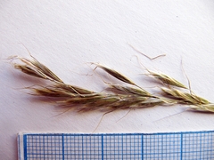 Helictochloa hookeri