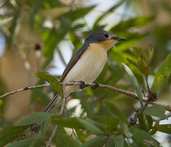 Myiagra ruficollis