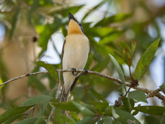 Myiagra ruficollis