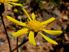 Senecio cardaminifolius