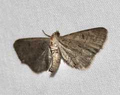 Exelis pyrolaria