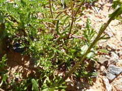 Senecio cardaminifolius