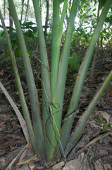 Ravenala madagascariensis