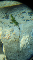 Ctenosaura pectinata