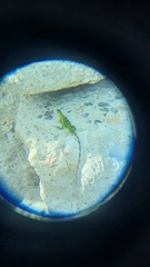 Ctenosaura pectinata