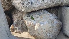 Ctenosaura pectinata