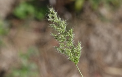 Polypogon interruptus
