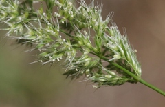 Polypogon interruptus
