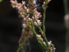 Polygonum argyrocoleon