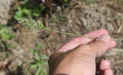 Polypogon interruptus