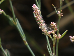 Polygonum argyrocoleon