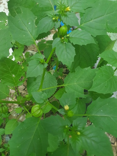 Physalis angulata var. lanceifolia image