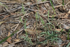 Polypogon interruptus