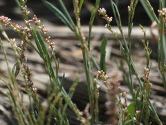 Polygonum argyrocoleon