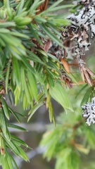 Oligotrophus juniperinus