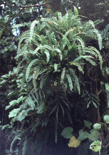 Nephrolepis lauterbachii