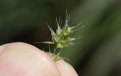 Polypogon interruptus