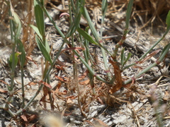 Polygonum argyrocoleon
