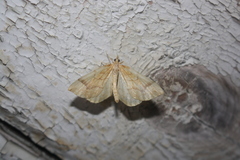 Eulithis mellinata