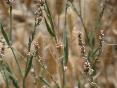 Polygonum argyrocoleon