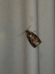 Olethreutes connectum
