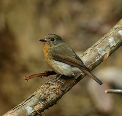 Cyornis whitei