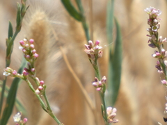 Polygonum argyrocoleon