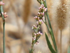 Polygonum argyrocoleon