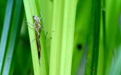 Chromagrion conditum