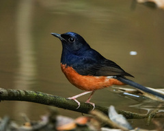 White-Rumped Shama photo 2