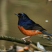 White-rumped Shama - Photo (c) Rejoice Gassah, some rights reserved (CC BY), uploaded by Rejoice Gassah