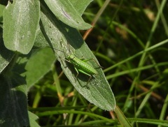 Ephippiger terrestris