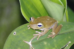 Boana xerophylla