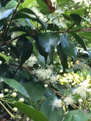 Eugenia biflora