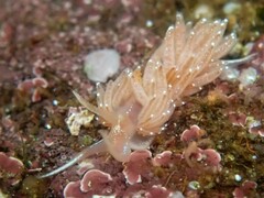 Facelina bostoniensis