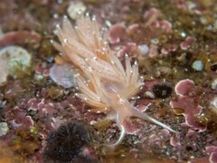 Facelina bostoniensis