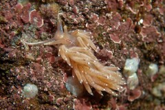 Facelina bostoniensis
