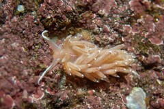 Facelina bostoniensis