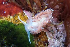 Facelina bostoniensis