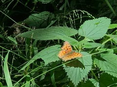 Polygonia satyrus